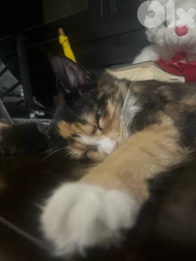 cats for adoption