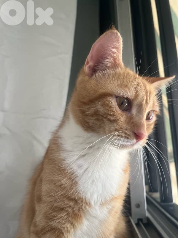 cats for adoption 2