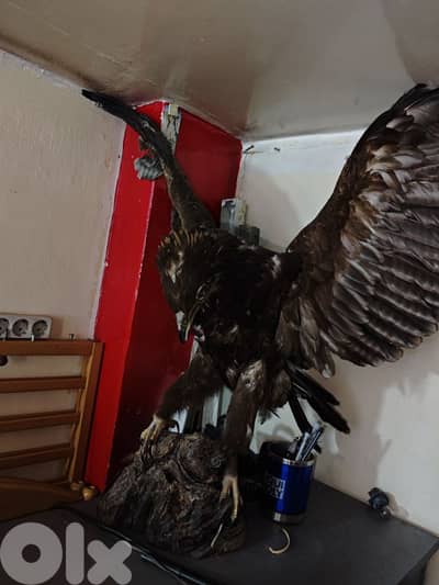 Real Eagle Msabar