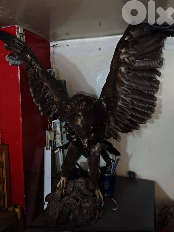 Real Eagle Msabar 1