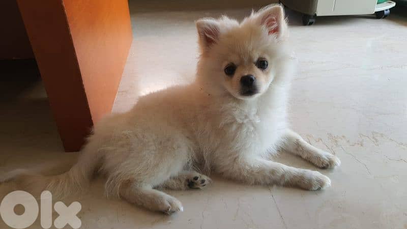 very cute pomeranian doggy 0