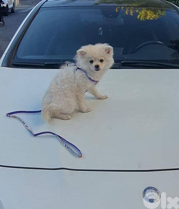 very cute pomeranian doggy 1