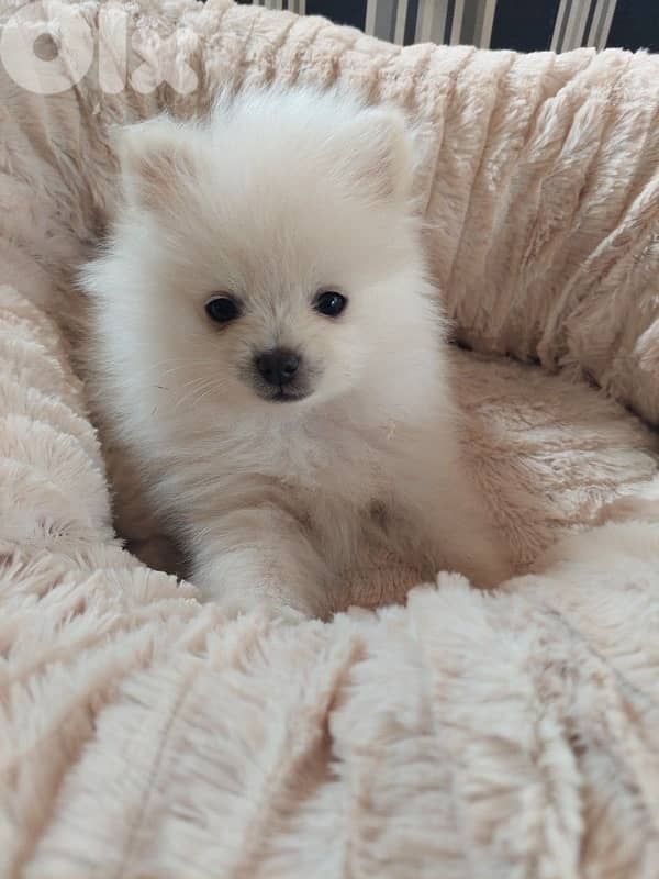 Cute Loulou Spitz puppy available In store & delivery كلب Dog 0