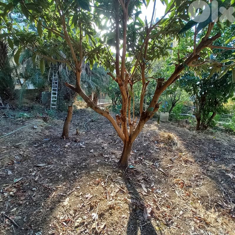 LAND of 863m in Bqenneya for sale أرض للبيع في بقينيا مساحتها 863م 0