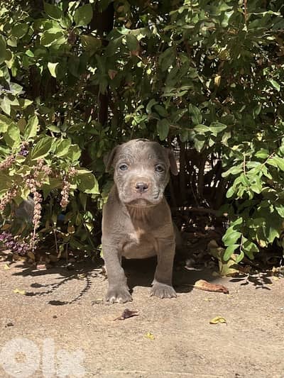 Pitbull