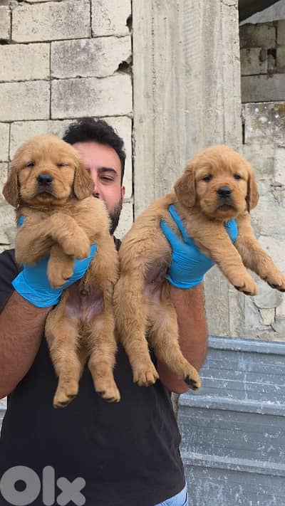 Golden retriver BEAR FACE