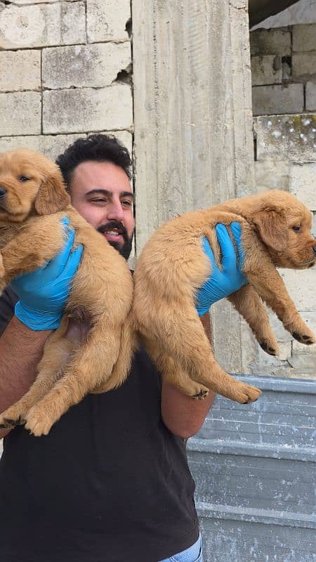 Golden retriver BEAR FACE 2