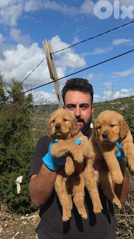 Golden retriver BEAR FACE 4
