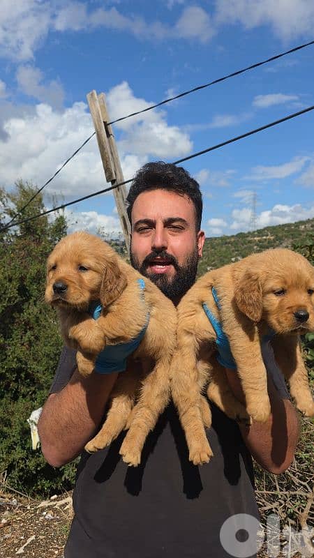 Golden retriver BEAR FACE 6