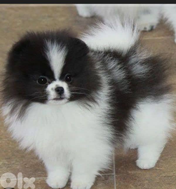 pomeranian spitz 0