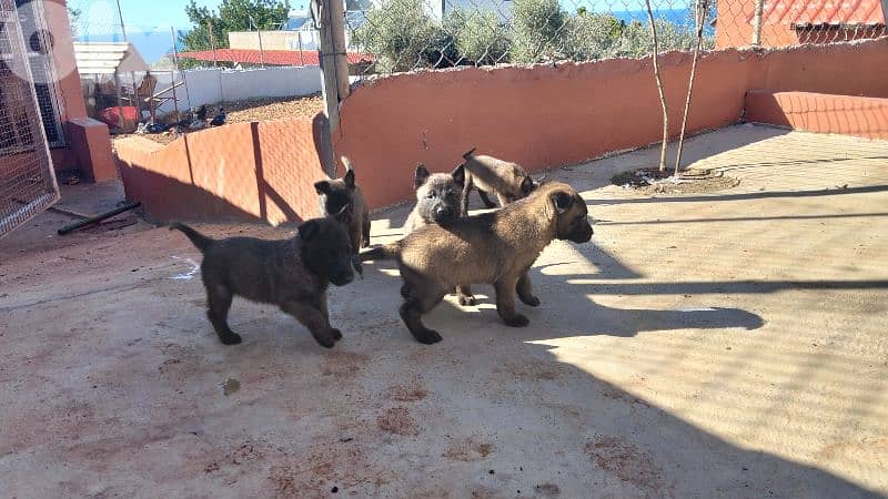 best مالينوا  puppies 0