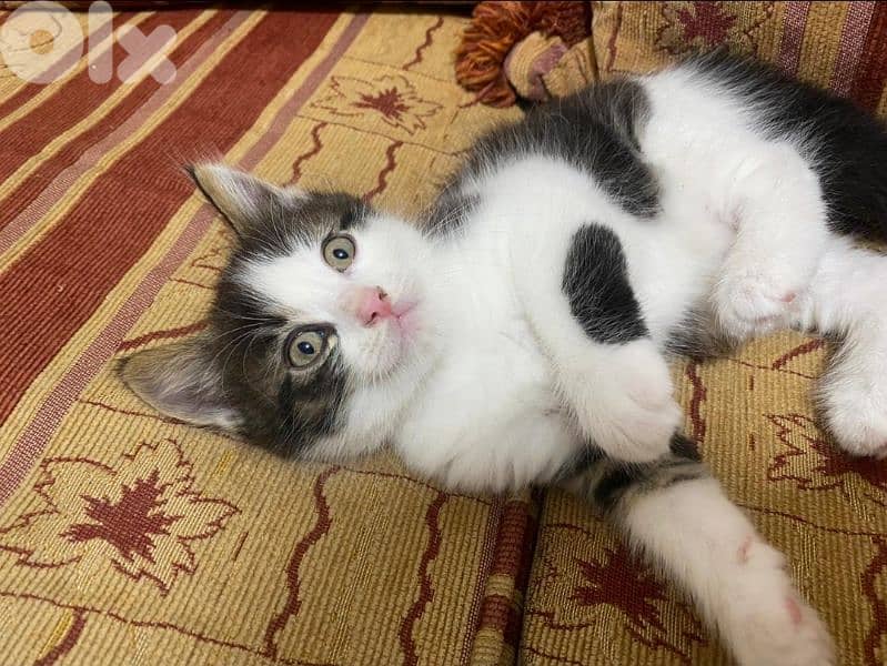 قطط للتبني 0