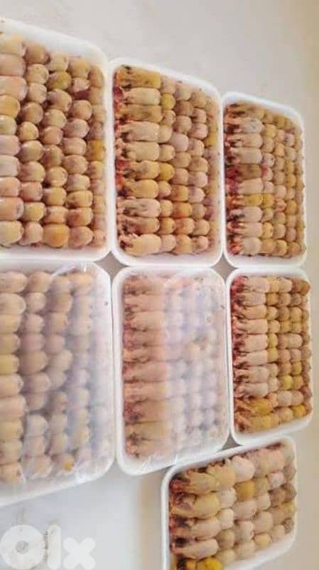 عصفور تين اكسترا للبيع 0