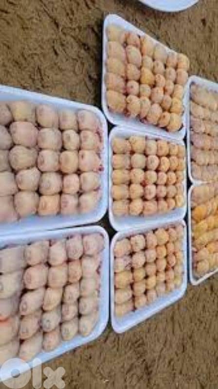 عصفور تين اكسترا للبيع 2