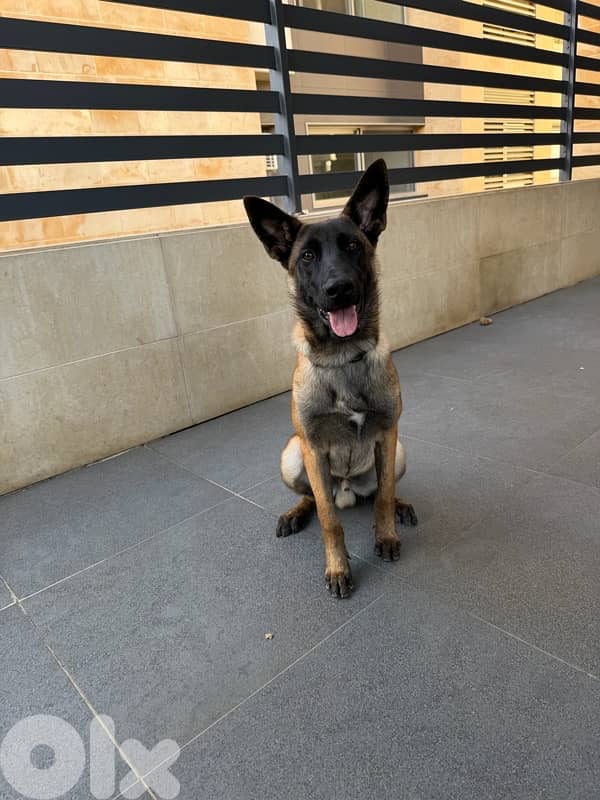 belgian malinois male 0