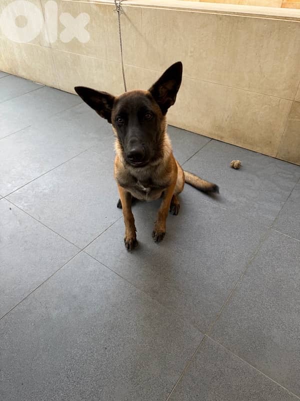 belgian malinois male 1