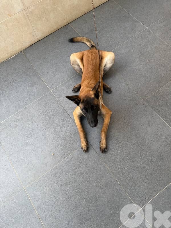 belgian malinois male 2