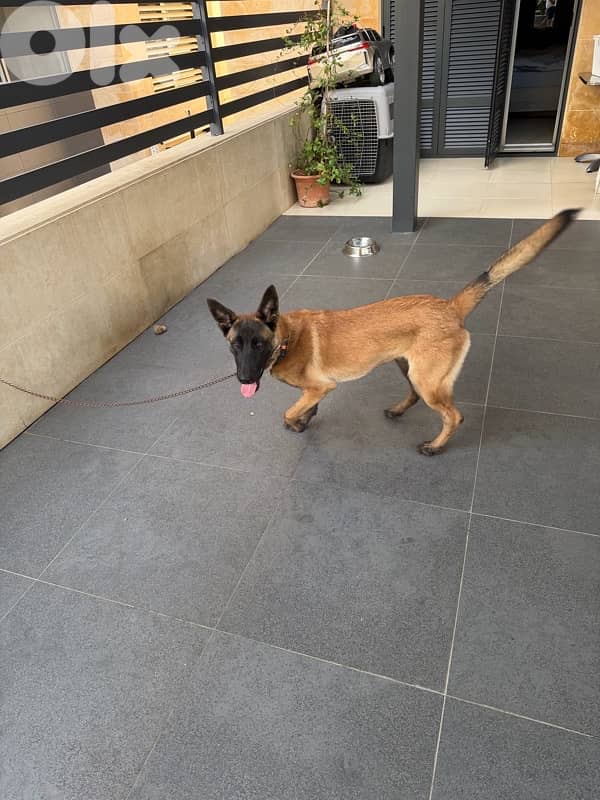 belgian malinois male 4