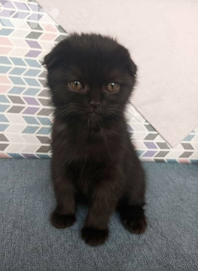 Black Scottish Fold Male Kittens – Playful & Healthy (8 Weeks Old)