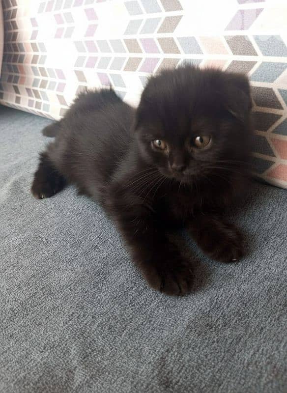 Black Scottish Fold Male Kittens – Playful & Healthy (8 Weeks Old) 1