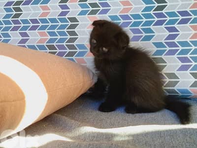 Black Scottish Fold Male Kittens – Playful & Healthy (10 Weeks Old)