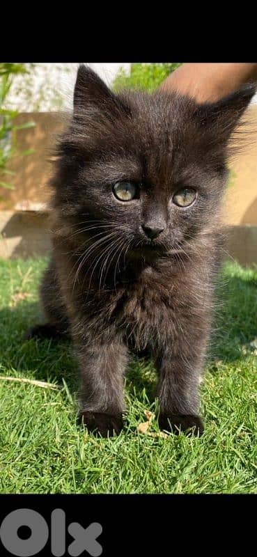 black British for sell