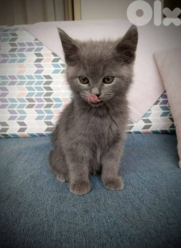 Scottish Straight Kittens – 1 Male (Shorthair) & 1 Female (Longhair) 2