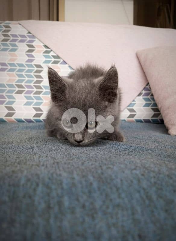 Scottish Straight Kittens – 1 Male (Shorthair) & 1 Female (Longhair) 1
