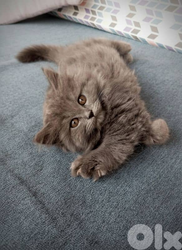 Scottish Straight Kittens – 1 Male (Shorthair) & 1 Female (Longhair) 0