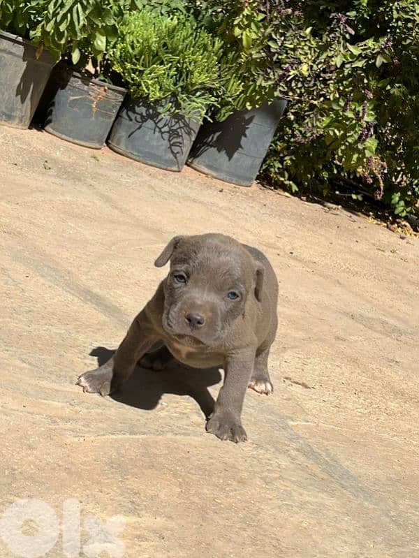 Pitbull 0