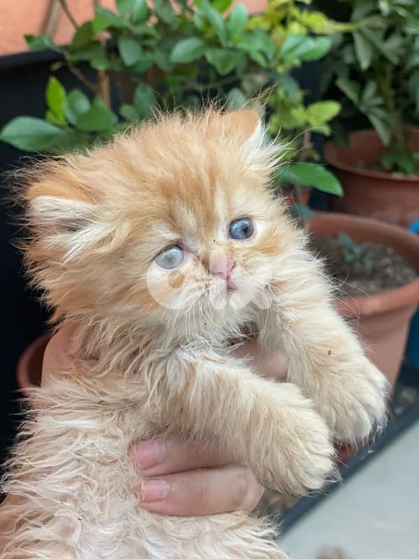 2 kitten exotic persian for sale 160$ per one 18