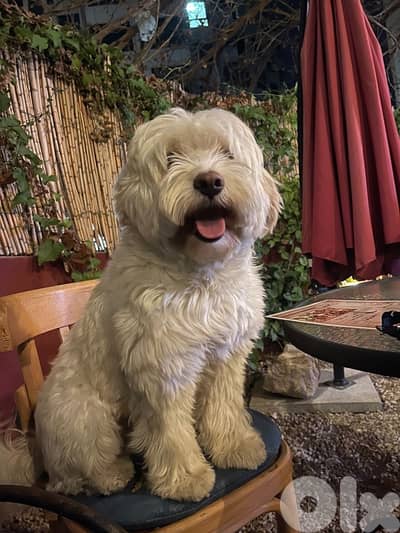Bichon Maltese dog
