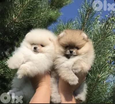 Pomeranian puppy imported pure breed /Delivery/Dog/كلب كالب جرو