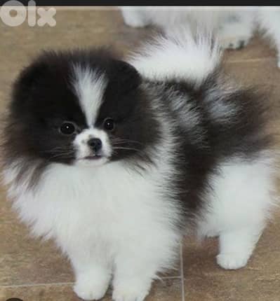 pomeranian