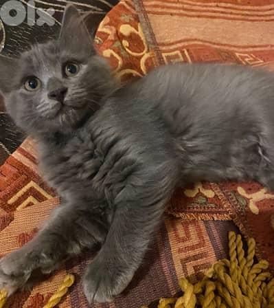 حارة حريك