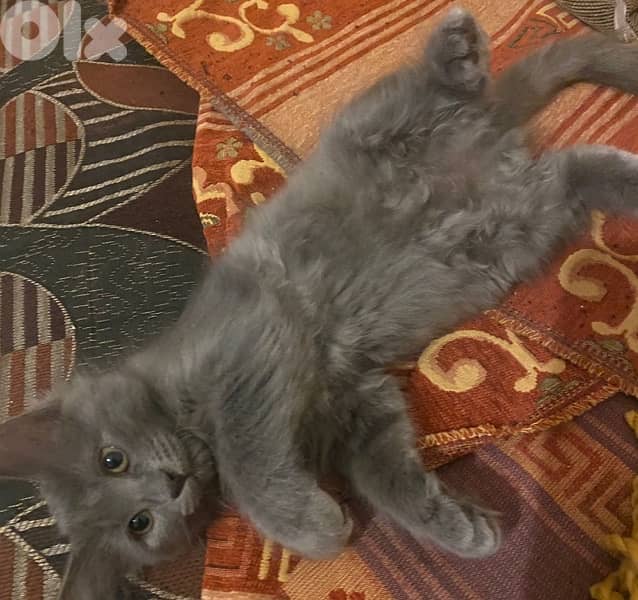 حارة حريك 1