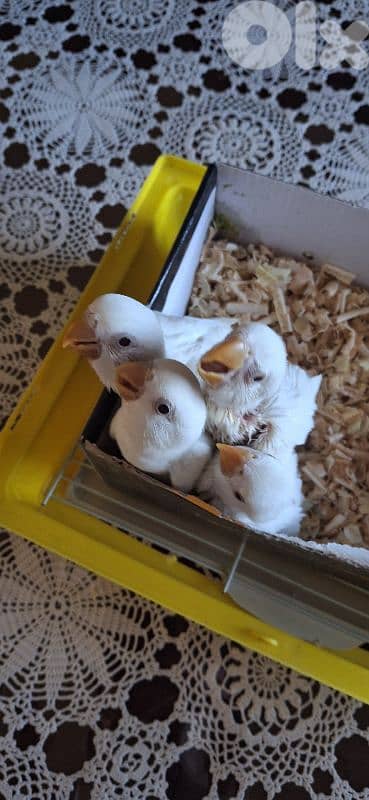 rose albino روز البينو