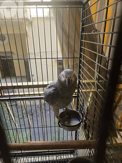 African Grey Parrot with the cage