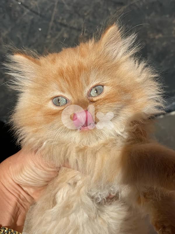 2 kitten exotic persian for sale 160$ per one 0