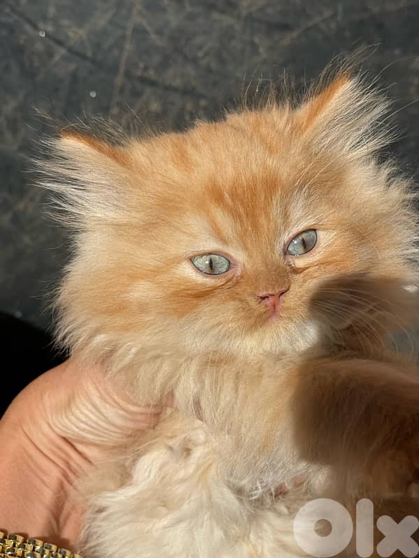 2 kitten exotic persian for sale 160$ per one 1