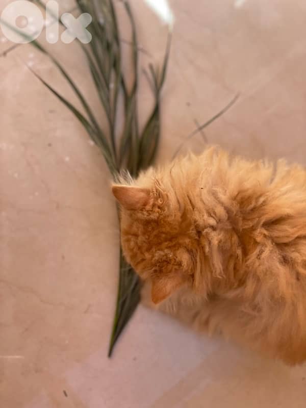 2 kitten exotic persian for sale 160$ per one 2