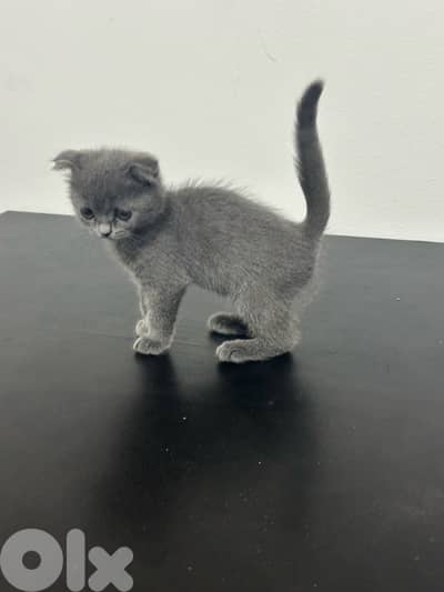 scottish fold cats