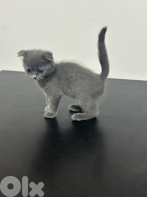 scottish fold cats 0