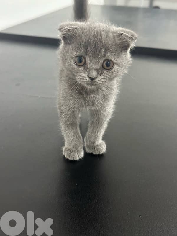 scottish fold cats 1