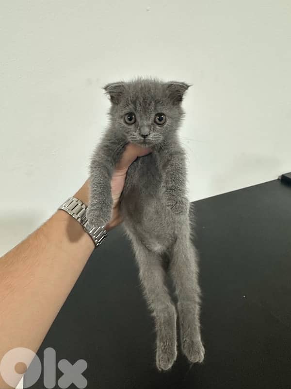 scottish fold cats 2