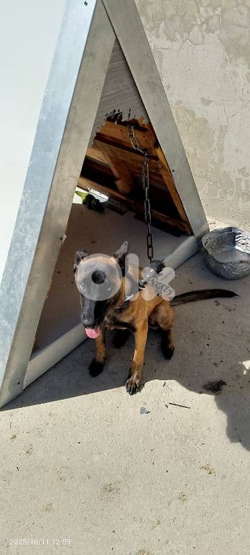 belgain malinois for sale 0