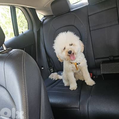 dog toy poodle