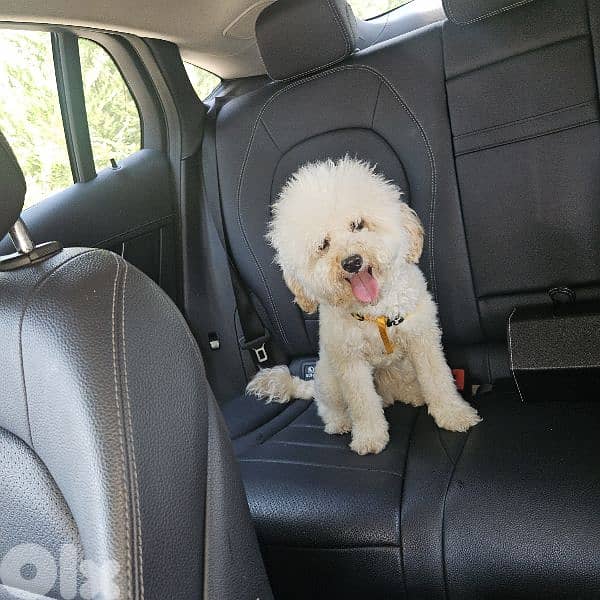 dog toy poodle 0