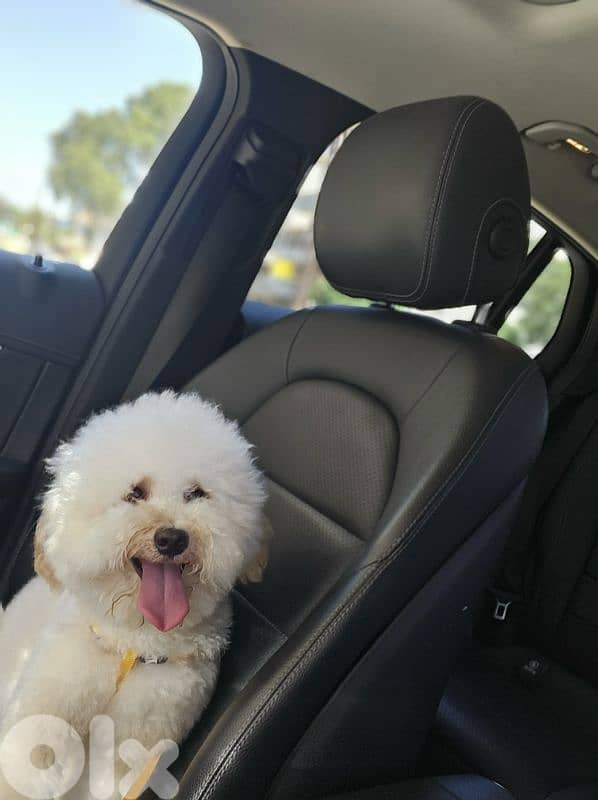 dog toy poodle 1