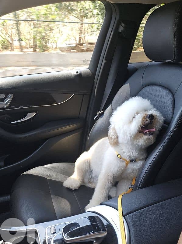 dog toy poodle 2